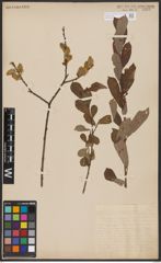 Salix aurita L. x Salix cinerea L.